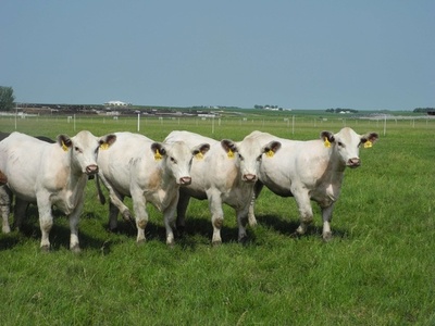 年間100頭の食用クローン牛を生産する米企業