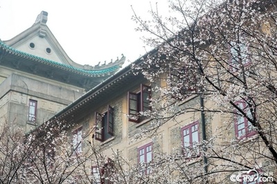 武漢大学、桜観賞の予約開始