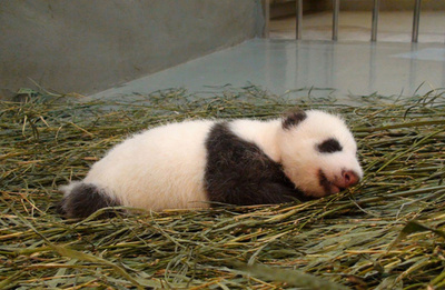 いい夢見てる？寝そべる赤ちゃんパンダ