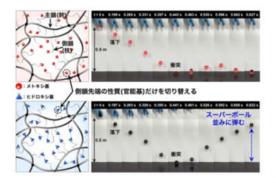 【弘前大学】スーパーボール並みに弾む高含水ゲル材料を開発―人工軟骨や水中でも使える衝撃吸収素材に向けた次世代スマート材料に期待―