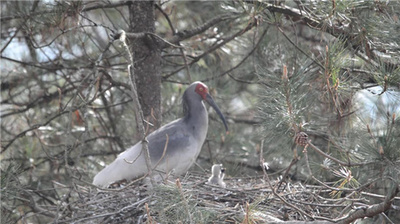 トキ国家級自然保護区、「ふ化シーズン」入り 陝西省漢中市