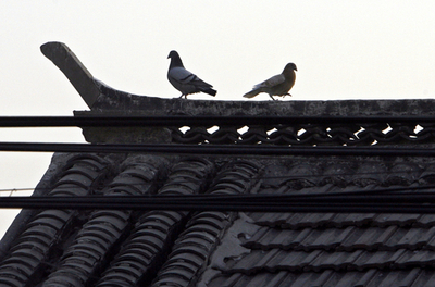 国慶節、北京でハトに「飛行禁止令」？！