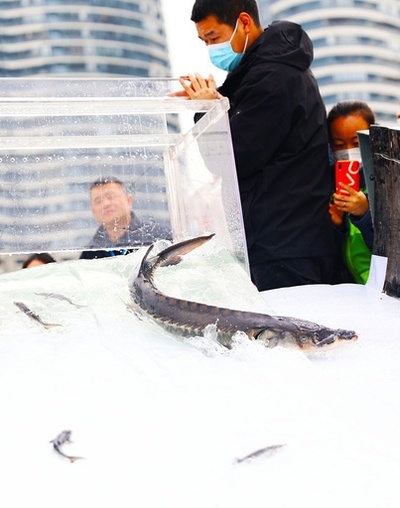 長江にカラチョウザメ5100匹放流 湖北省宜昌市