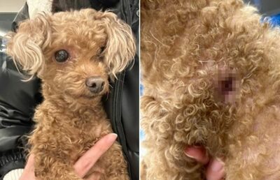 体内から識別チップ抜き出してペット犬遺棄…「飼い主特定」逃れる手口に韓国で非難集中