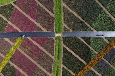 【今日の1枚】花壇を生かす線と面 台湾