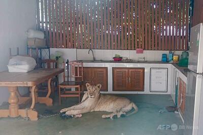 ペットのライオン脱走、襲われた少年が入院 タイ