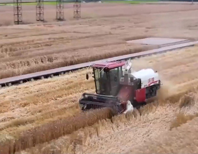 全国の夏穀物、約8割が収穫 中国