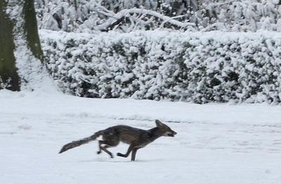 キツネも駆け回る、雪のブリュッセル