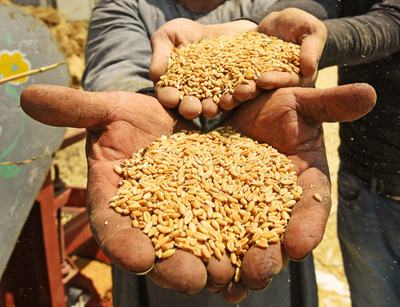 温暖化でコメや小麦などのタンパク質含有量が低下 研究