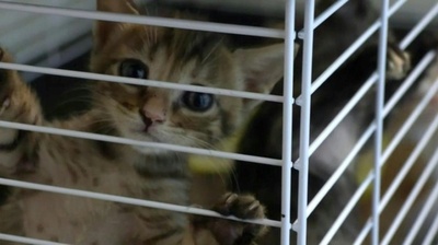 動画:残された猫たちを命がけで救出 レバノンの動物保護団体