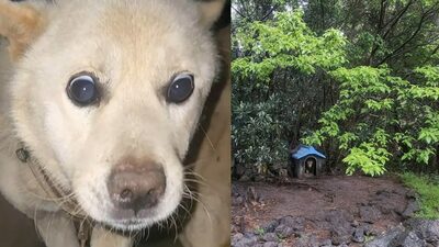 短い鎖につながれた「畑の番犬」、初めて自由になった日に息絶えた＝韓国・済州島