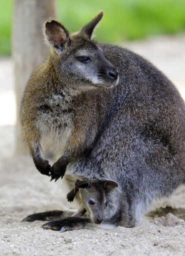 まだ、お母さんに甘えたい？カンガルーの赤ちゃん、フランス