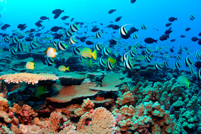 超大型ハリケーンで小島が消滅、米ハワイ諸島