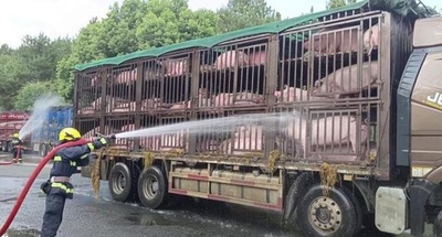 840頭余りのブタが熱中症の恐れ、運送のトラック運転手が消防に助けを求める 中国