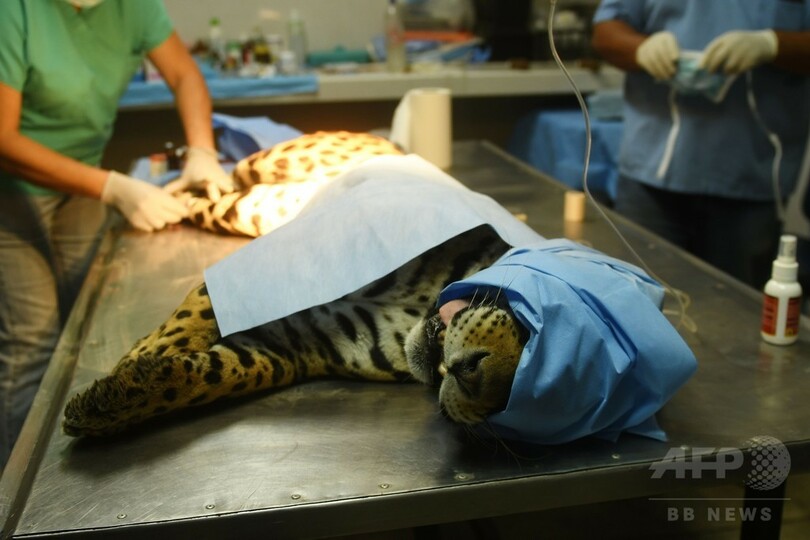 エルサルバドル最後の雄のジャガー、骨感染症で手術