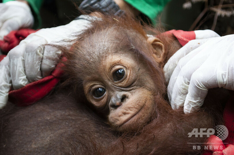 森林火災で救出されたオランウータン母子、森に帰る インドネシア