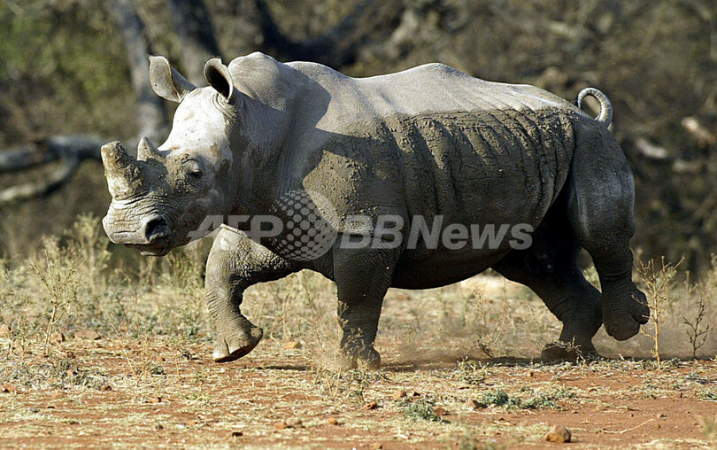 インターネットが密猟者たちの新たな手段に - 米国