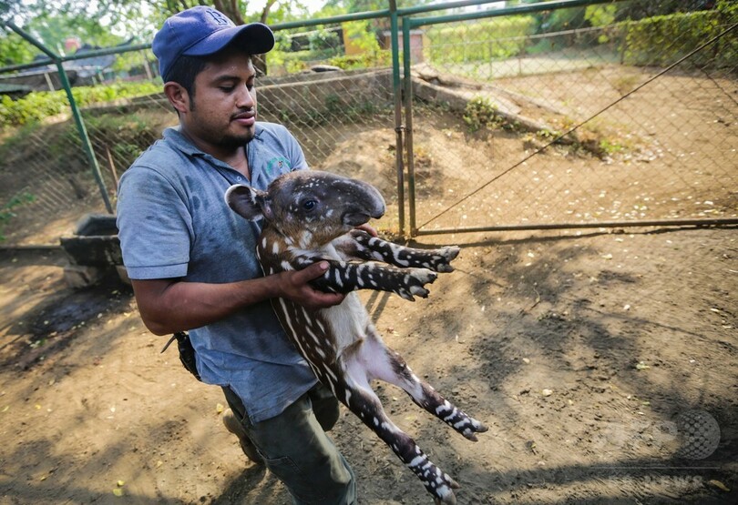 バクの赤ちゃん、ヤギが授乳 ニカラグア動物園