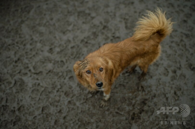 犬450匹の名前を覚え保護する活動家、セルビア