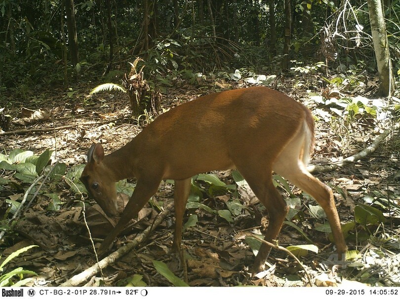 スマトラ島の絶滅危惧種、貴重な写真撮影に成功