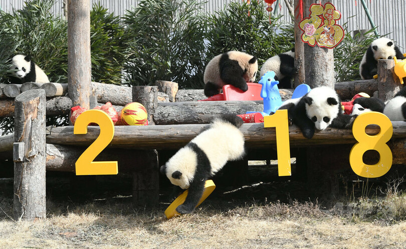 あけましておめでとう！ジャイアントパンダも新年祝う