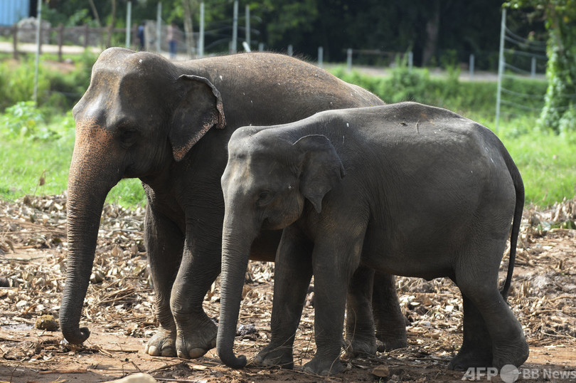 保護されたゾウ 密猟者に返還 スリランカ 写真1枚 国際ニュース Afpbb News