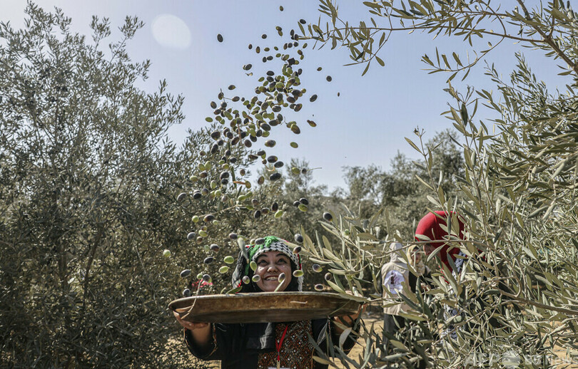 大地の恵みに感謝、「世界食糧デー」の収穫風景