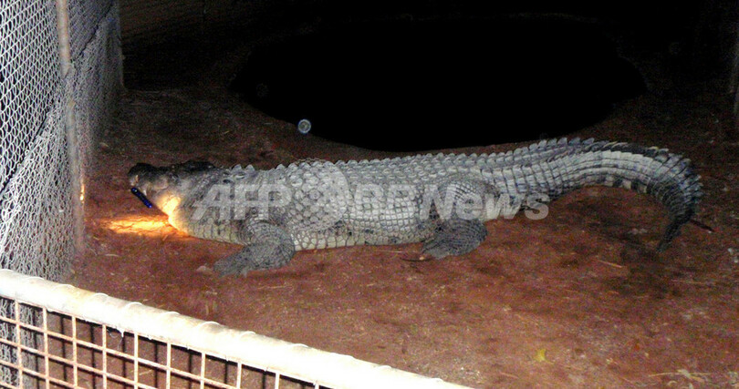 酔っぱらった男性がワニに「馬乗り」、九死に一生 オーストラリア