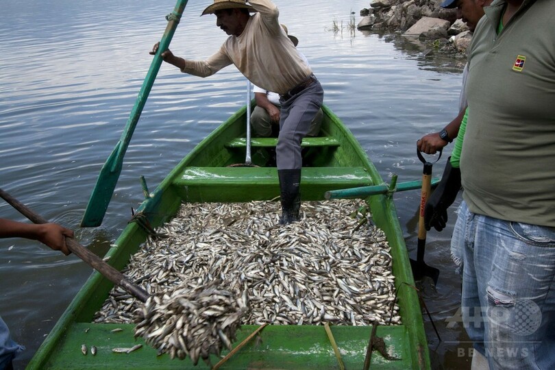 メキシコの潟湖に魚の死骸50トン、今年4度目の大量死