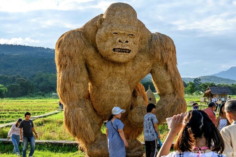 【今日の1枚】ゴリラが農村で大暴れ!?