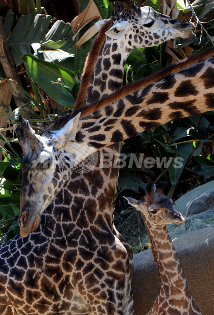 マサイキリンの赤ちゃん、米ロサンゼルス動物園