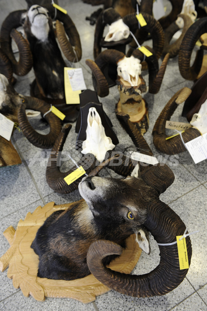 シカやイノシシのはく製が大集合、独西部で見本市開幕へ