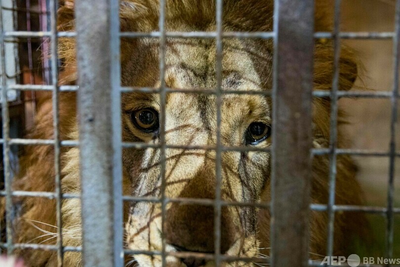トラやオランウータンにコロナワクチン接種 チリ動物園
