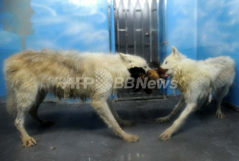 餌の時間が大人気、中国のホッキョクオオカミ