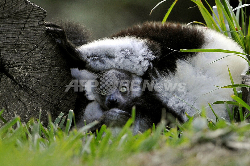 ふわふわ！エリマキキツネザルの赤ちゃん 南米コロンビア