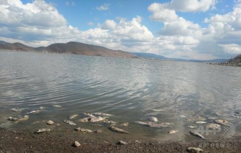 魚が大量死、無秩序な放流など原因か 雲南省ナパ海
