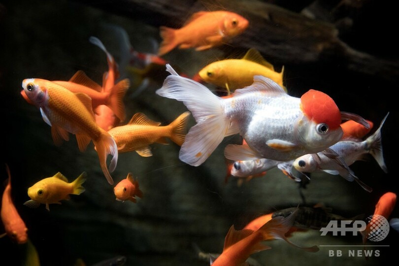 捨てられた金魚600匹、水族館で「第二の魚生」 仏パリ