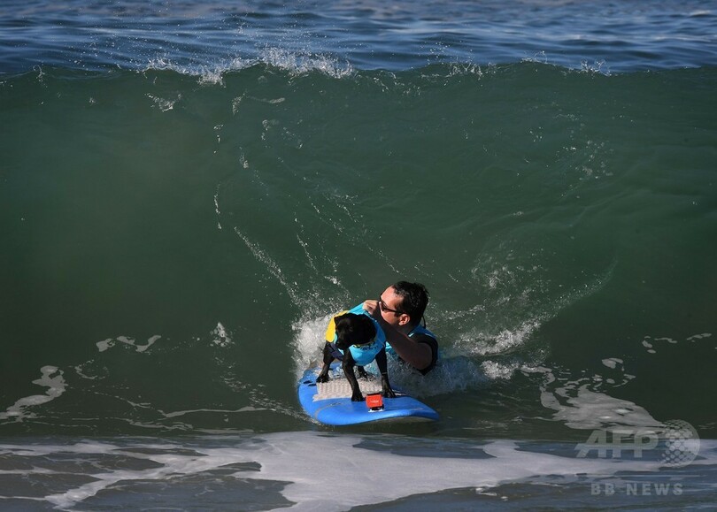 目指せ波乗りナンバーワン！ カリフォルニアで犬のサーフィン大会