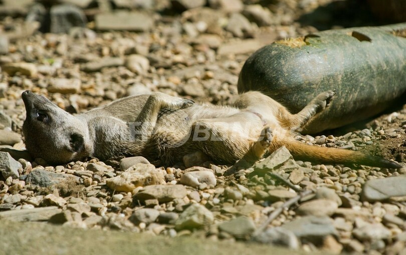 油断しすぎ？独動物園のミーアキャット