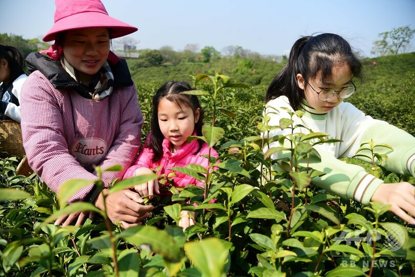 これも中国の歴史、子どもたちが茶摘みを体験 江蘇省