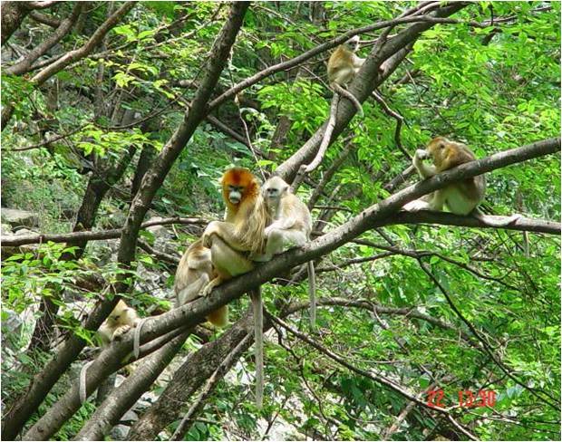 中国の科学者 サルの顔認証技術 でキンシコウを識別 写真3枚 国際ニュース Afpbb News