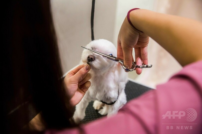 ミルク風呂に酸素セラピー、ペット犬の豪華すぎる日常 香港