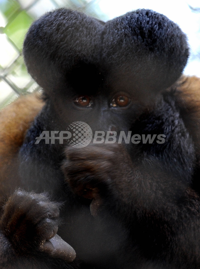 絶滅の危機にある動物たち、ブラジル