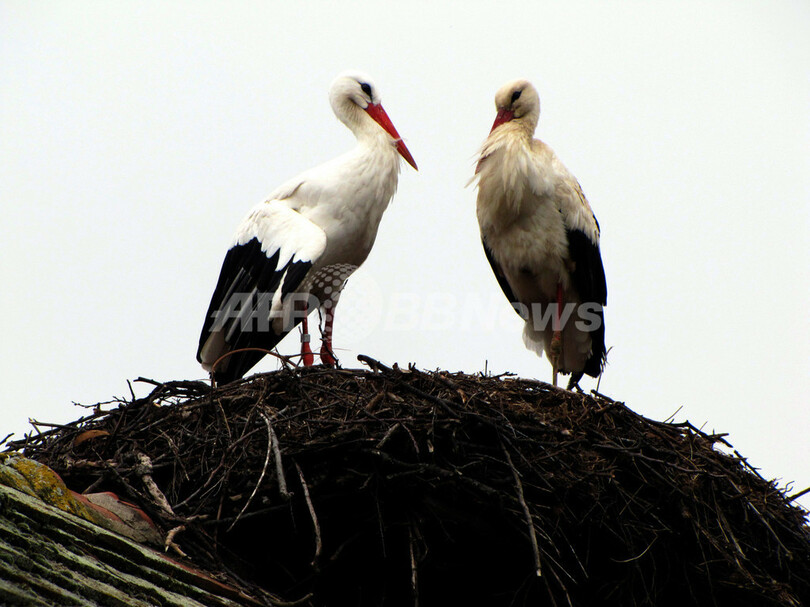 距離を超えた愛、1羽のコウノトリが証明