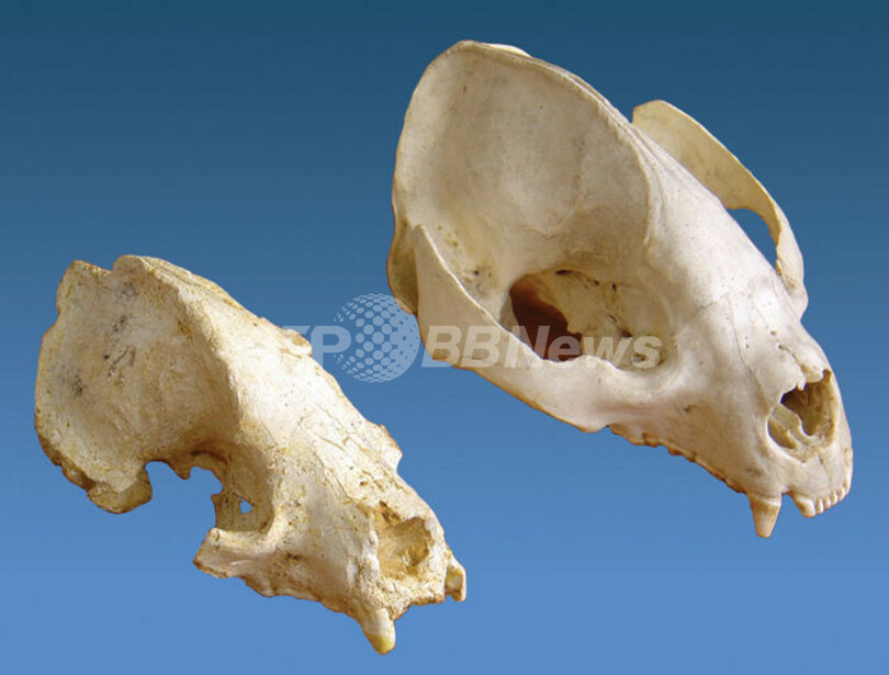 ジャイアントパンダ類、最古種の頭骨化石発見