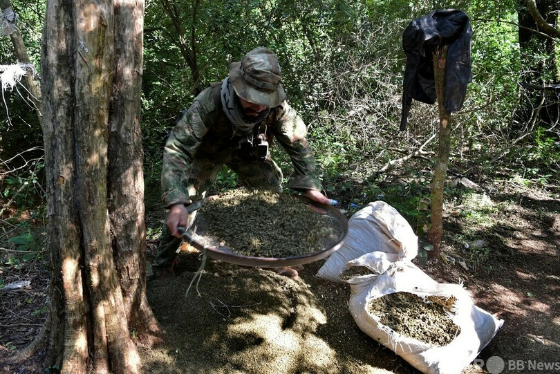  パラグアイ、ブラジル国境の大麻農園で合同強制捜査