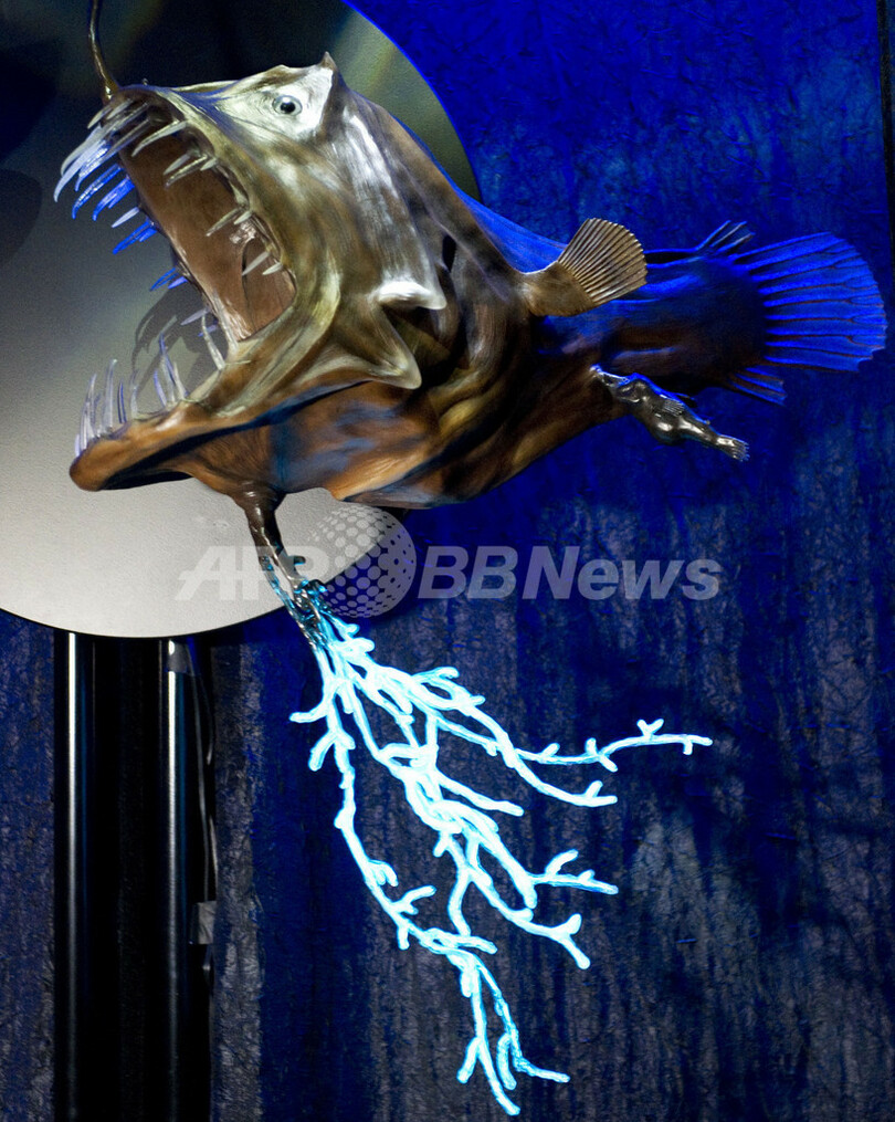 「光の生き物たち」展、米自然史博物館で開催