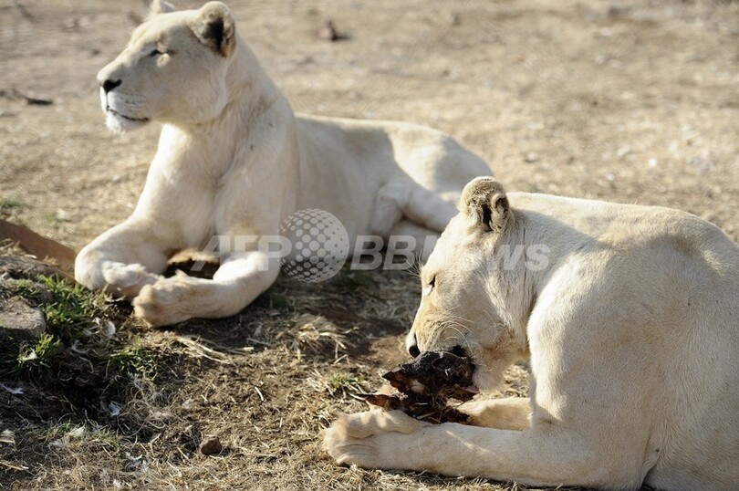 狩猟用の飼育ライオンが1週間逃亡中、南ア