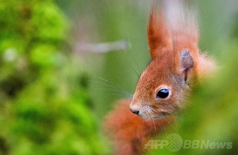 もしかして高所恐怖症？木の上でじっと考えるリス