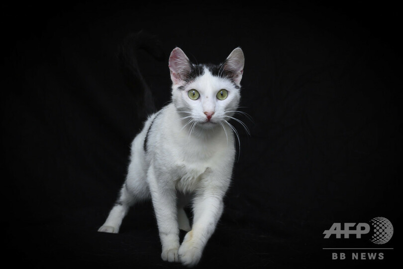 【今日の1枚】ホームレスペットの肖像